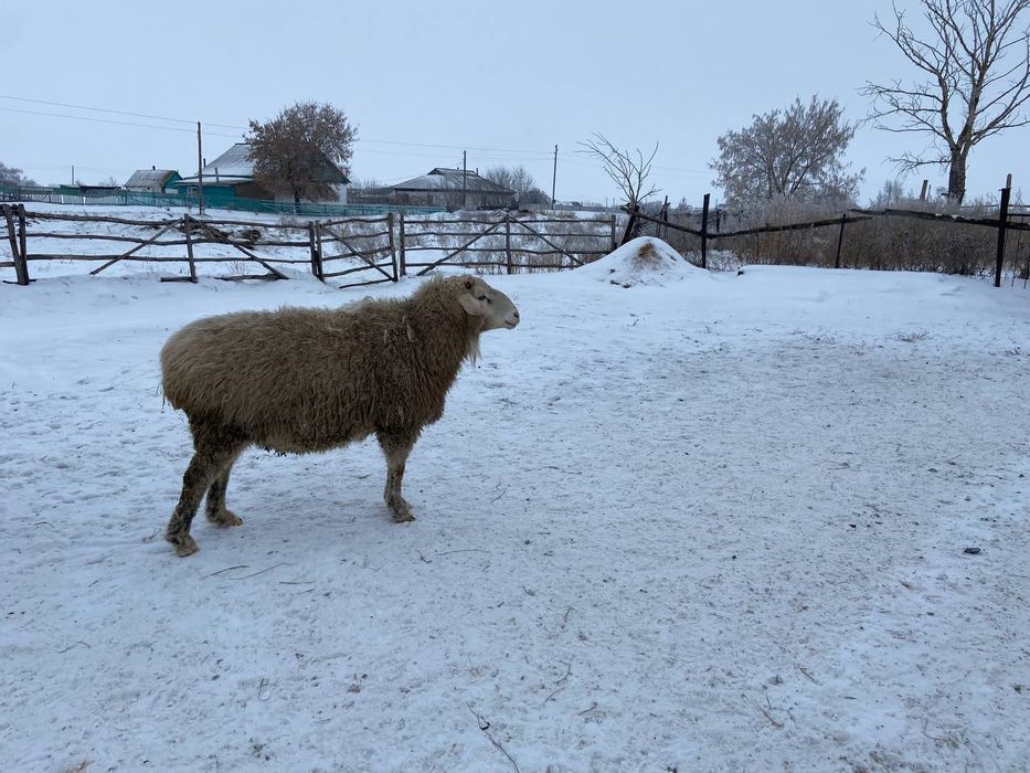Продам барана кошкарика