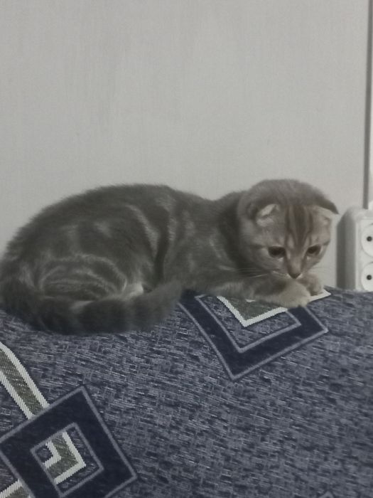 Скоттиш-Фолд котята!!!