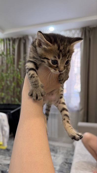 Бенгальские котята