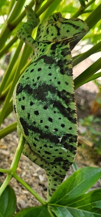 Хамелеон йеменский  самка продам