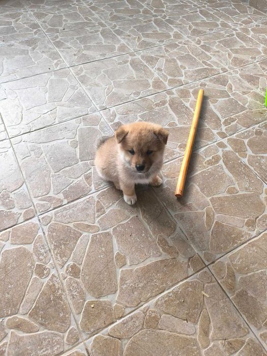 Vand pui shiba inu
