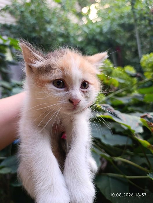 Котята ищут своих людей