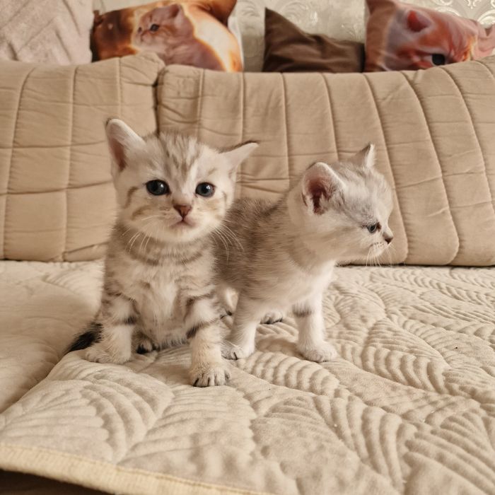 Котята котята котята