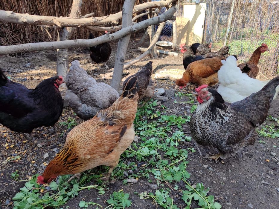 Домашние яйца