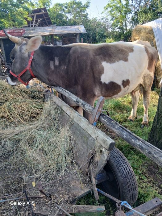 Vaca de vanzare.