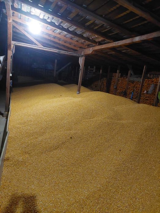 Porumb boabe sticlos 9590 pentru faina si furajer