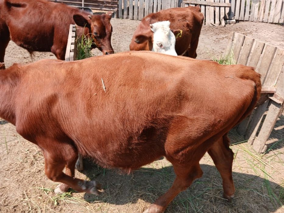 Продам телят (бычки)