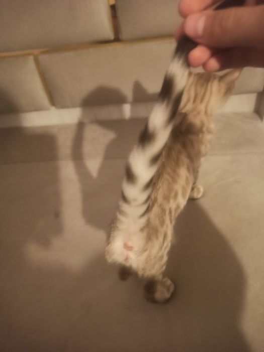 Bengal zotli mushuk