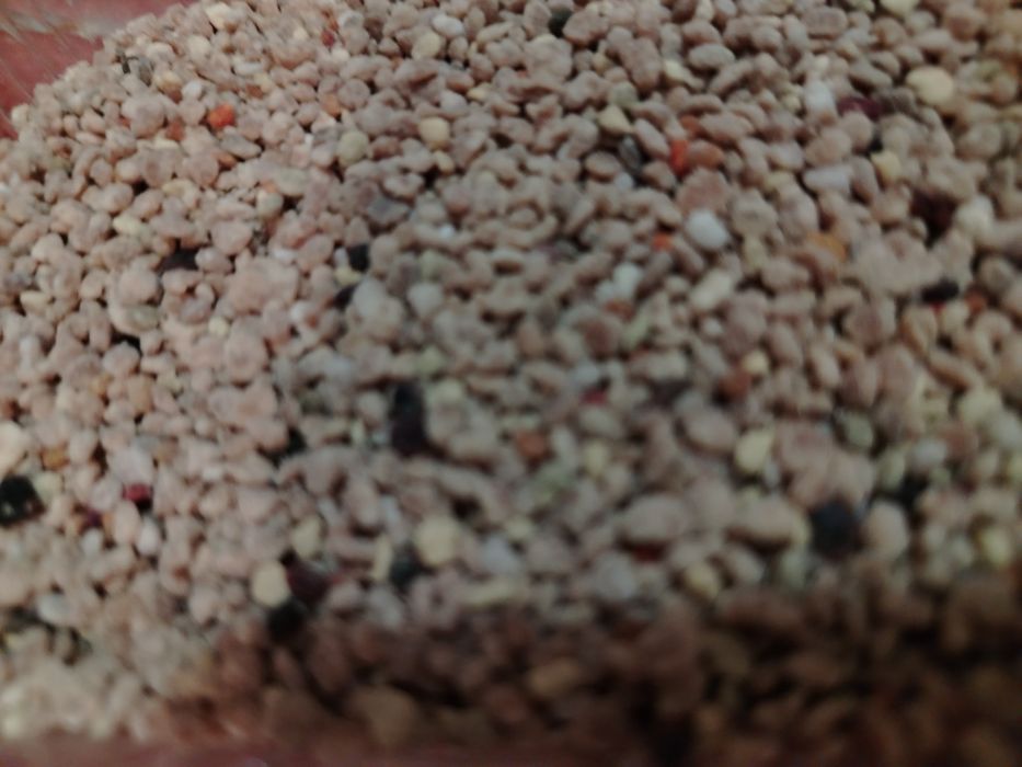 Vand polen crud de la 45--70 lei