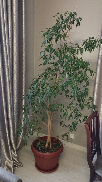 Продам комнатные цветы