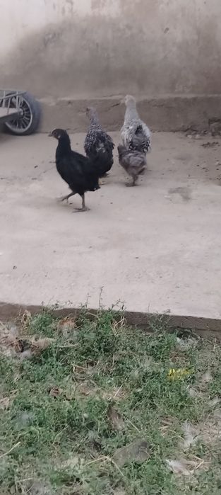 Jaydari jojala otasi uxayoli kok tuxum qoyadigan zot