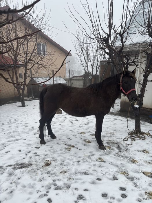 Cai de vanzare pentru tras la caruta