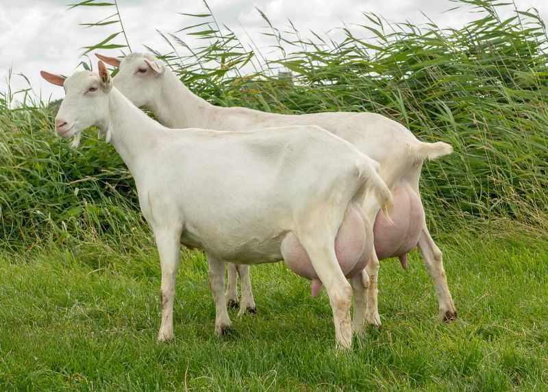 Продавам кози, ярета, пръчове