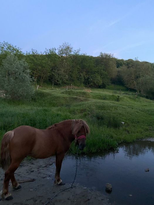 Vând ponei de 7 ani