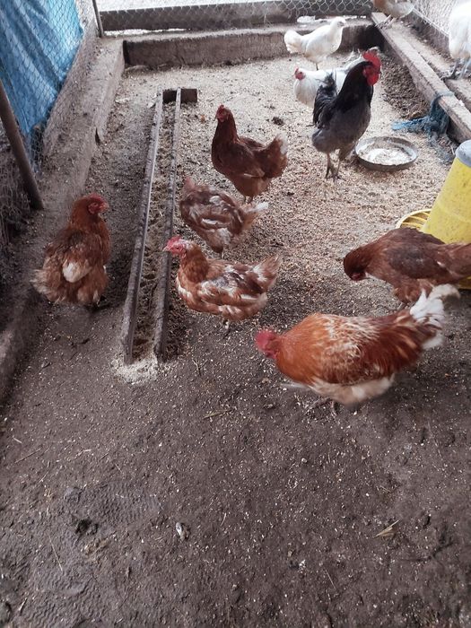 Продавам домашно гледани кокошки петли пуйки пуяци хомогорски гъски