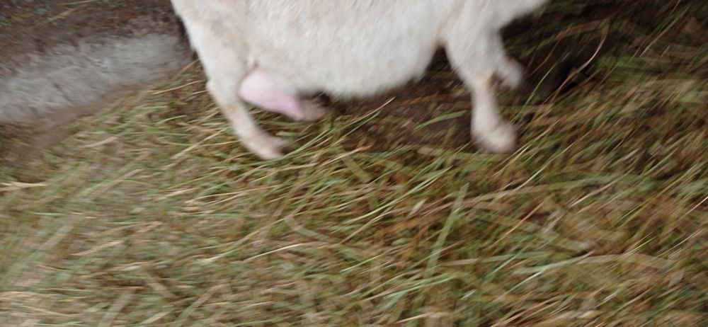 Ешкилер сатылады