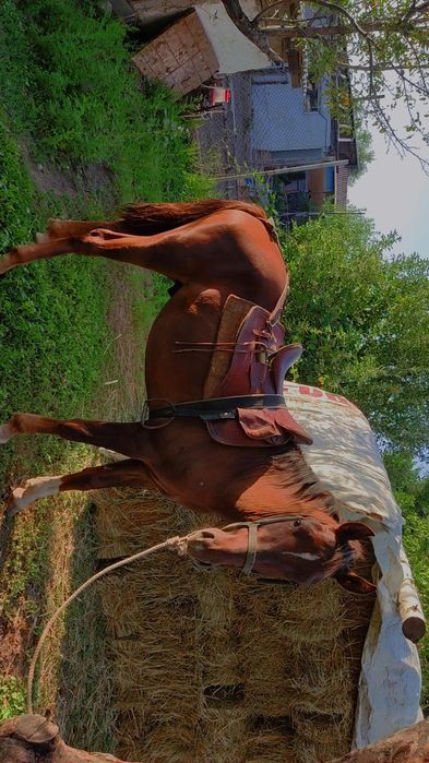 Продам Жеребец срочно