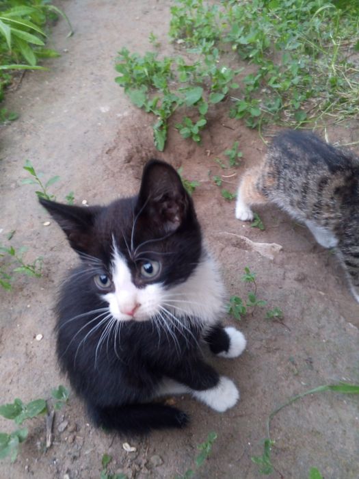 Отдам красивых котят