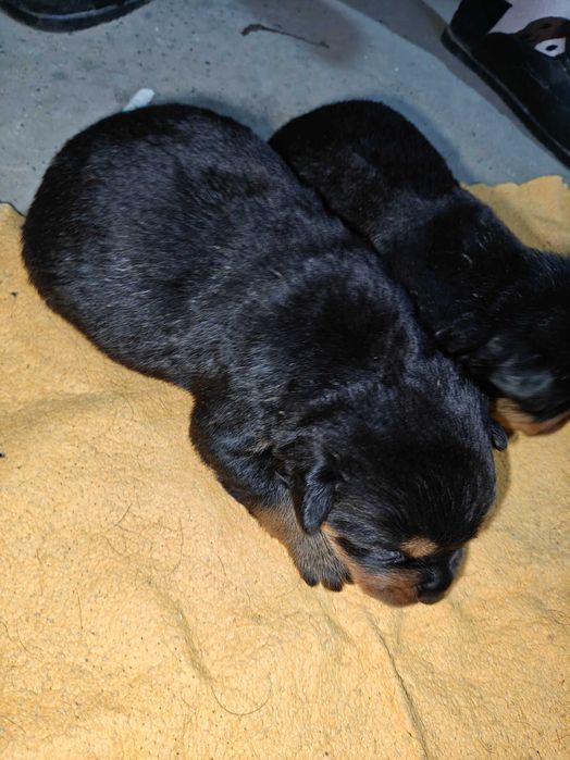 Продаётся щенки Ротифел