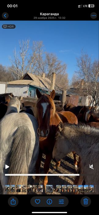Семіз дөнежін сатылады