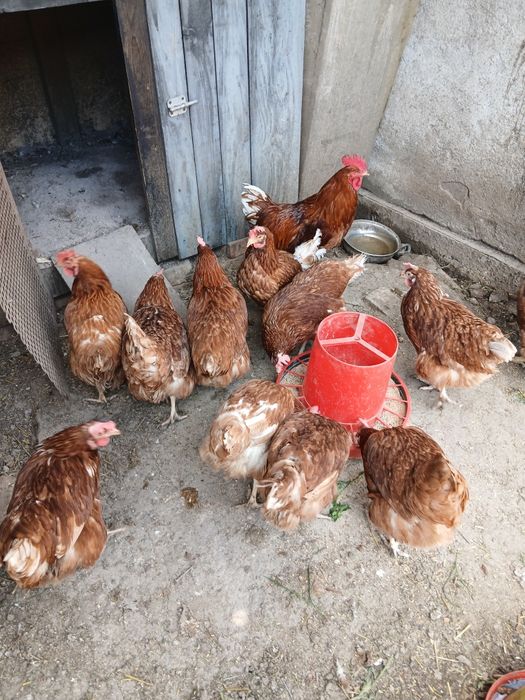 Oua de gaini ouatoare Issa  Braun  pt incubat