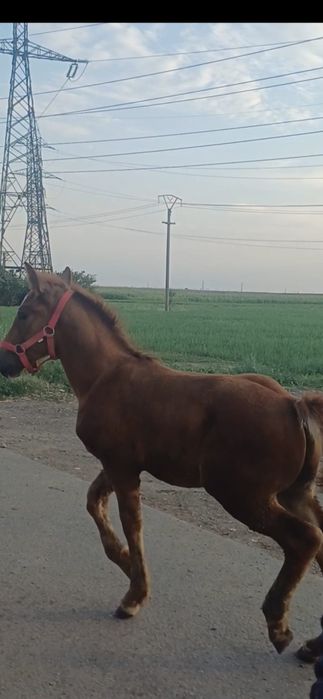 Vând iapa cu mănz