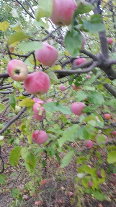 3,5lei Vand golden si florina in Blagești, Vaslui!