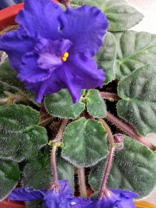 Продам цветы не дорого