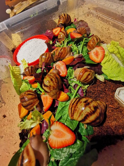 Vând melci uriași Archachatina Marginata Ovum XXL linie Jumbo mix