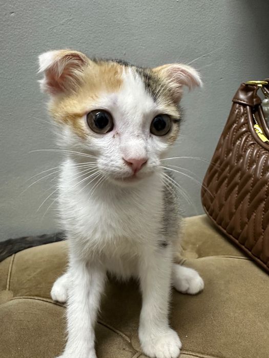 Шотландские котенки