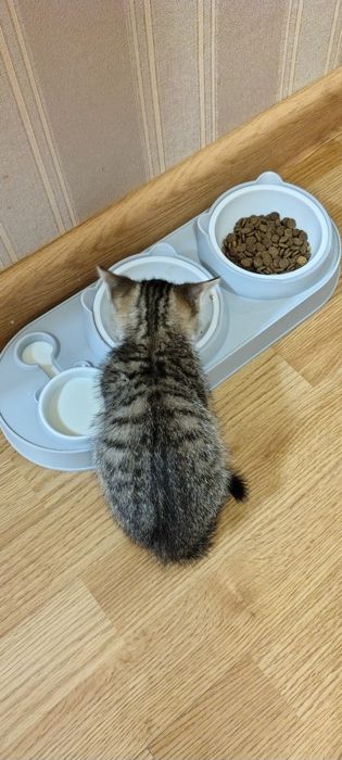 Котёнок, маленький