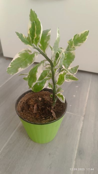 Растение Педилантус титималоидный