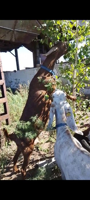 Коза биталонубийка