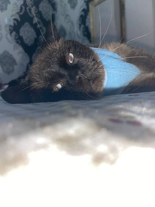 Naji 4 yosh o'g'ilbola latok biladi. Polvongina. Zoti siyam.