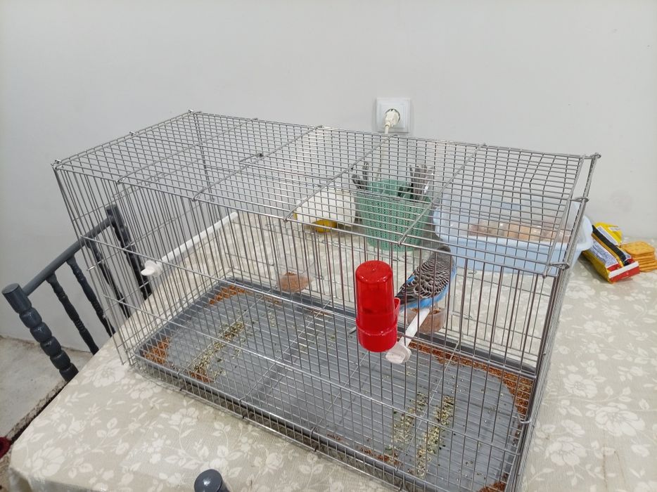 Попугай сатылады