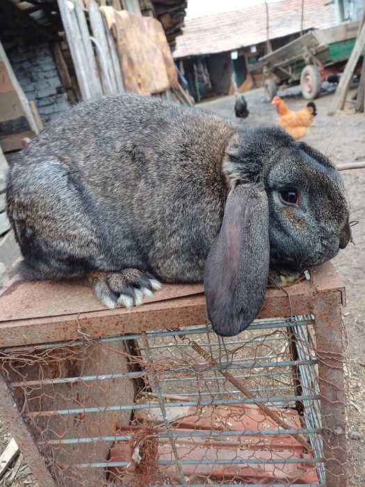 Iepuri de vânzare  rasă   berbec și  uriaș german