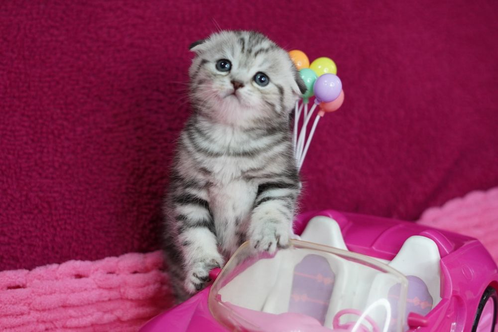 Шотландские вислоухие котятА