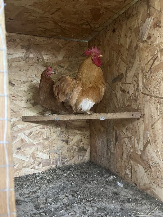 Продам карликовых коха