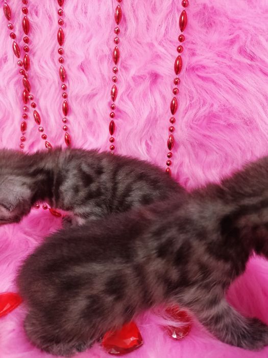 Продам котят шотландка+бенгал