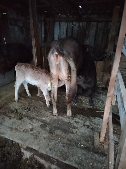 Продам корову с телятами