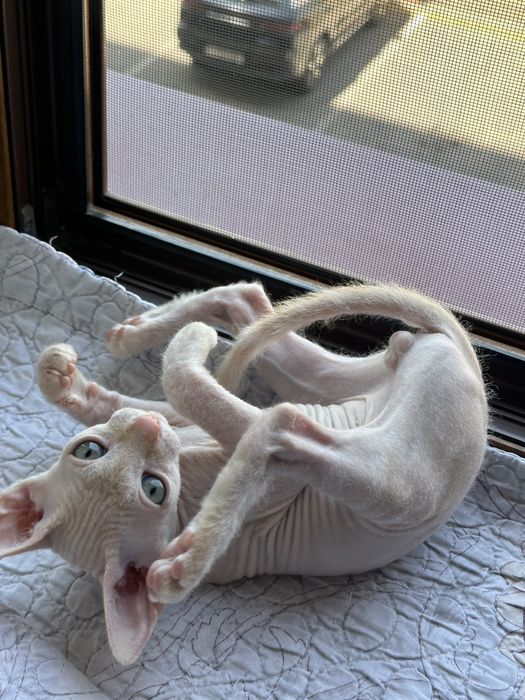 Продается котенок сфинкс
