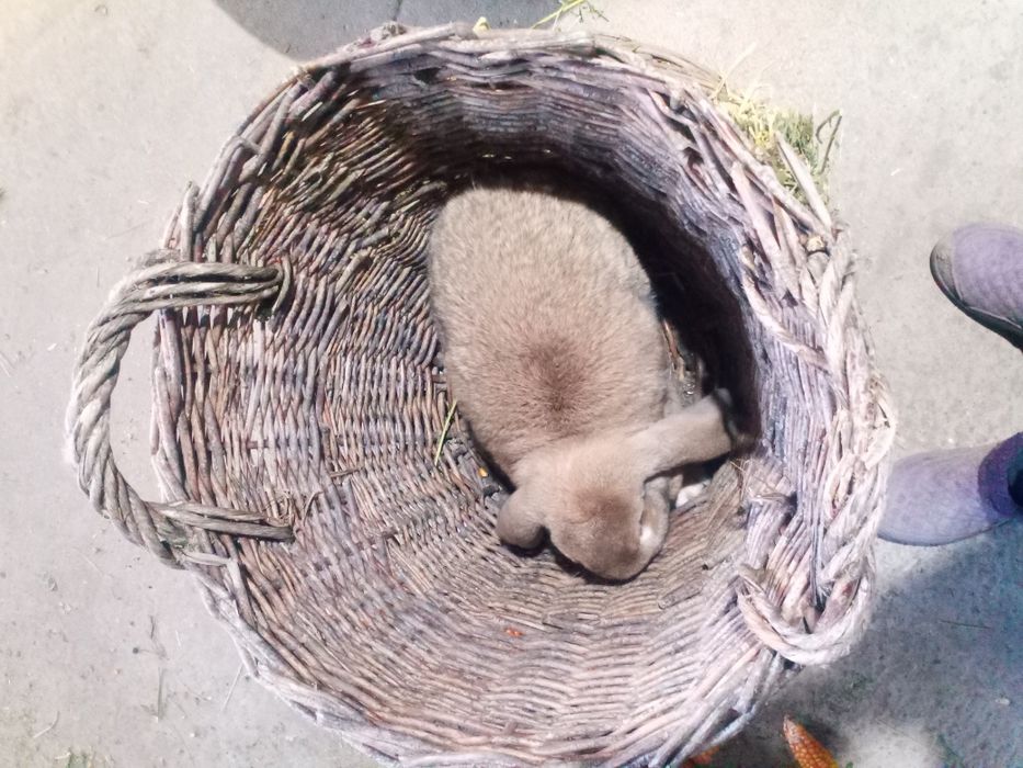 Vând două femele de berbec german.