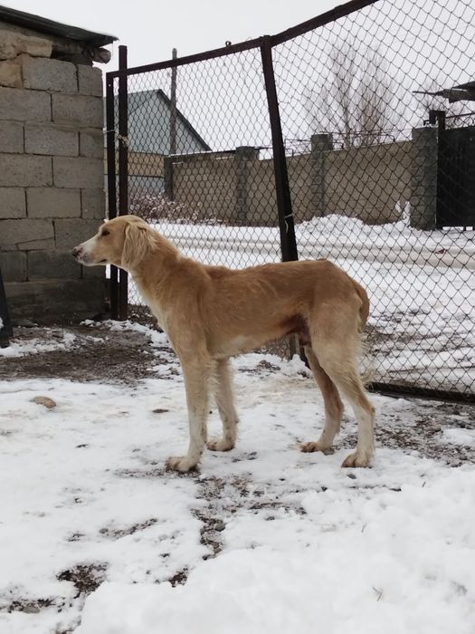 Тазы рабочи шашақ