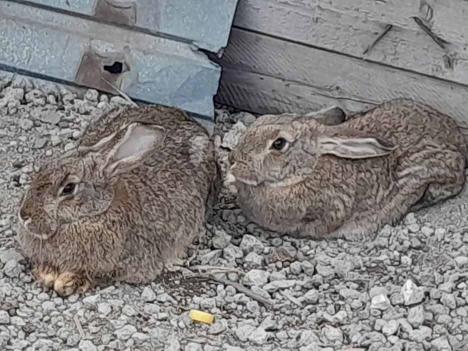 Кроллики фландер