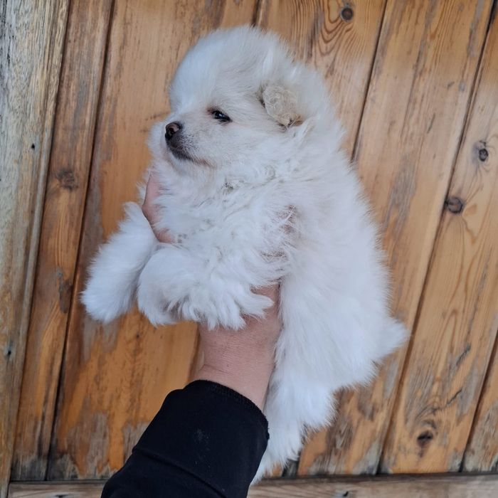 Померанский шпиц девочки