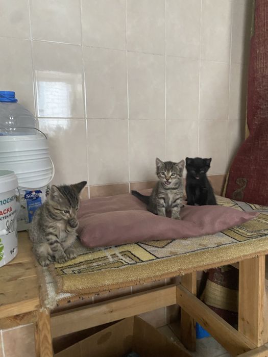 Отдам котят в добрые руки г.Актобе