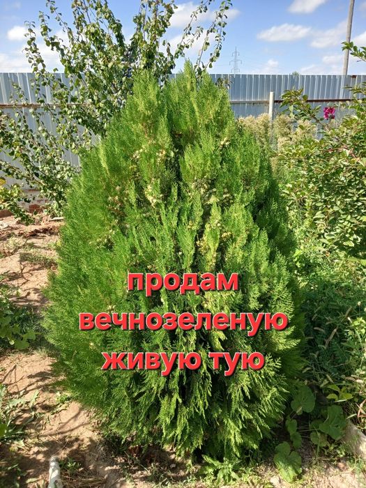 Продам ТУЯ  Ёлка