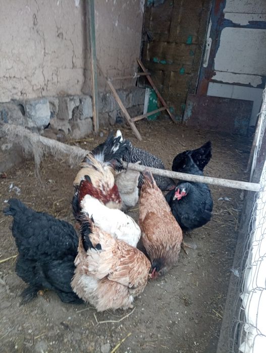 Қораз қораз қораз