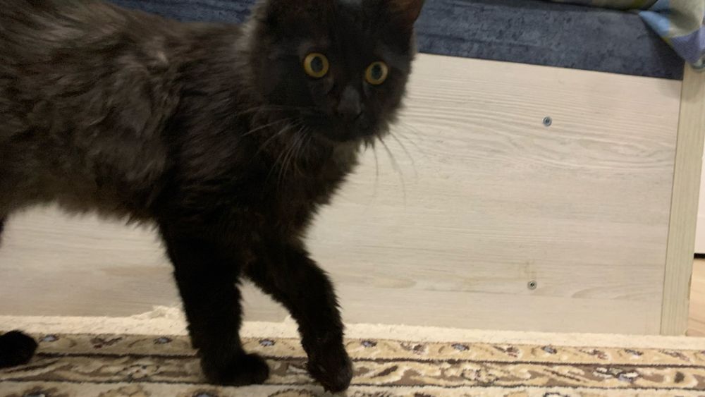 котенок 4-5 месяцев