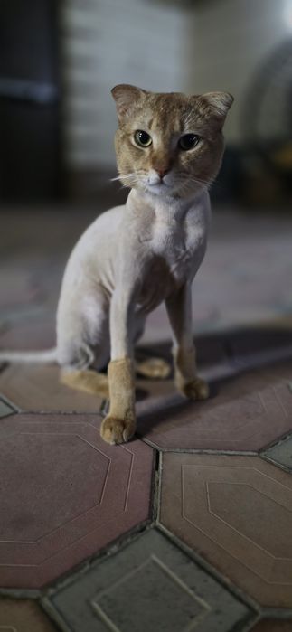 Кот в хорошие руки